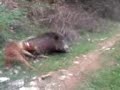 kinigi agriogourouno mesimeri edessa