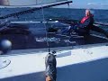 CMax Catamaran Racing 1/2