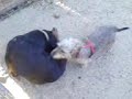 El perro Gavila II El perro Gavila II