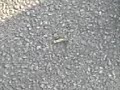 wannabe worm