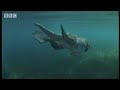 Walking With Beasts: Primitive Whale