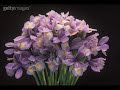 renan luce l'iris et la rose