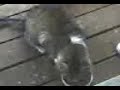 Fluffy Buddy eating off the porch Fluffy Buddy eating off the porch