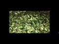 SRI LANKA TEA AND DROUGHT