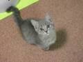 Begging Cat