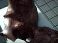 videos de Piece 1