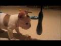 videos de Sir Henry 2