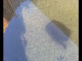 Turtle eating a yabby