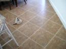 Mittens Playing with Nothing