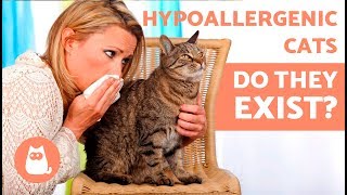 Are There Really HYPOALLERGENIC CAT BREEDS? 🐱