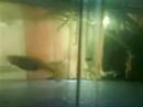 Aquarium2 Aquarium2