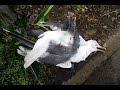 Click here to watch this video The seagulls are dying lol