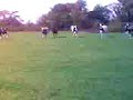 cows and how to scare them cows and how to scare them