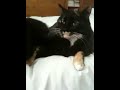 The cats