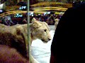 Lion Exhibit at the MGM Grand in Vegas