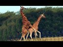 Giraffe Love and Other Questions ANSWERED