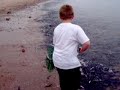Capelin Rolling Capelin Rolling