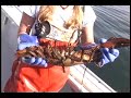 Lobster Female