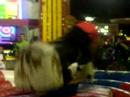 Holidays '07 (Molly on the bull)