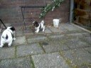 3 pups 6 weken