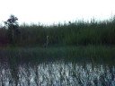 El everglade Miami