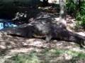 Ingwenya......Crocodile 