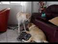 videos de Bernardo e Julieta