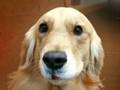 What do doggies think?