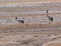 Display of Black-necked Crane Display of Black-necked Crane