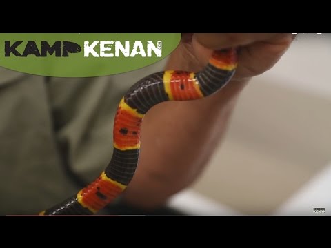 YouTube reptile video