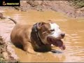 Woow  pitbull  peru tacha inka