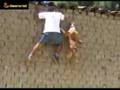 WOOW  PITBULL  PERU TACHA INKA