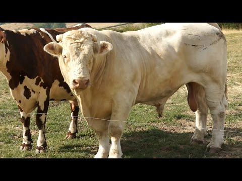 Image de prévisualisation YouTube