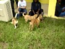 Puppies 2