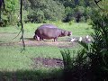hippo in Mombasa