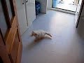 Video de las travesuras del gato Jano Video de las travesuras del gato Jano