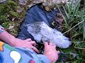 Collecting frogspawn | 33 things to do before you are 10 Collecting frogspawn | 33 things to do before you are 10
