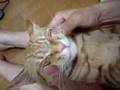 猫の造顔マッサージ