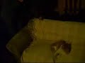 GATITO ASESINO
