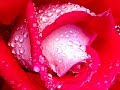 tal bachman- romanticide