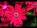 tal bachman- romanticide