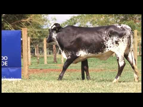 LOTE 118-ESTRELA IFC /PALAVRA FIV