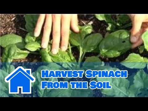 how to harvest spinach