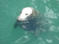 videos de Seals at Howth