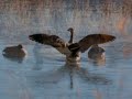 Bosque del apache