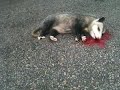Possum