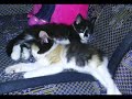 irm�o brothers