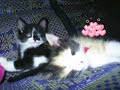 irm�o brothers