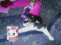 irm�o brothers