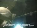 15,000 Gallon Tank Video Series #2 - 5/5 Monsterfishkeepers